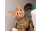 Adopt Rocko a Orange or Red Domestic Shorthair / Mixed cat in Asheville