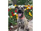 Adopt Mabel a Plott Hound, Labrador Retriever