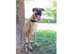 Adopt Stripe a German Shepherd Dog / Mixed dog in Fresno, CA (38850910)