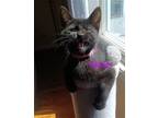 Adopt Skylar a All Black Domestic Shorthair / Mixed (short coat) cat in