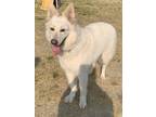 Adopt Ruger a White Shepherd (Unknown Type) / Mixed dog in Cuyahoga Falls