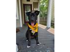 Adopt Reeses a Black - with White Labrador Retriever dog in Grand Rapids