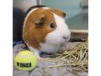Adopt Beany Weany a Guinea Pig small animal in Golden, CO (38887594)