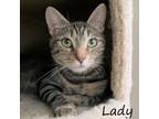 Adopt Lady (628) a Brown or Chocolate Domestic Shorthair / Domestic Shorthair /