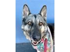 Adopt Zahara - Foster or Adopt Me! a German Shepherd Dog / Husky / Mixed dog in