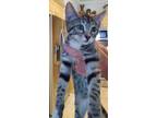 Adopt Sally - Petsmart Plantation a Domestic Shorthair / Mixed (short coat) cat