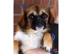 Adopt Marvin a Tricolor (Tan/Brown & Black & White) Pekingese / Shih Tzu / Mixed