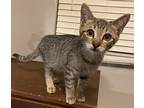 Adopt Alexandria's Clint a Brown or Chocolate (Mostly) Domestic Shorthair /