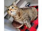 Adopt Niko a Domestic Shorthair / Mixed cat in Sheboygan, WI (38828717)