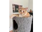 Adopt Steffi a Domestic Mediumhair cat in Steinbach, MB (38871938)