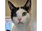 Adopt Panda a White Domestic Shorthair / Mixed cat in Normal, IL (38760999)
