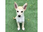 Adopt Claire a Mixed Breed (Medium) / Mixed dog in Rancho Santa Fe