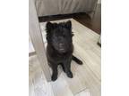 Adopt Bear a Black Chow Chow / Mixed dog in Allen, TX (38883061)