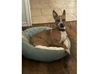 Adopt Pixie a Tan/Yellow/Fawn - with White American Pit Bull Terrier / Mixed dog