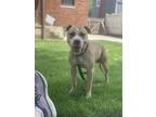 Adopt Mallard a Tan/Yellow/Fawn Mixed Breed (Large) / Mixed dog in Cincinnati