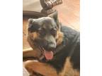 Adopt Leia a Brown/Chocolate - with Black German Shepherd Dog / Mixed dog in