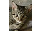 Adopt Casper a Brown Tabby Domestic Shorthair (medium coat) cat in Minneapolis