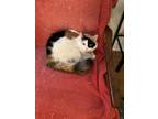 Adopt Lulu a Calico or Dilute Calico Calico / Mixed (medium coat) cat in