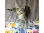 Adopt Delilah Jones a Gray or Blue Domestic Shorthair / Domestic Shorthair /