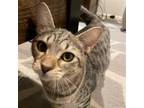 Adopt Michelle a Brown Tabby Domestic Shorthair / Mixed (short coat) cat in