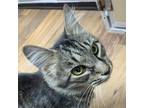 Adopt Gemini a Domestic Shorthair / Mixed (short coat) cat in Fayetteville