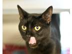 Adopt Warbler @ Meow Lounge a All Black Domestic Shorthair / Domestic Shorthair