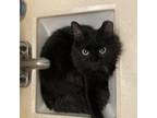 Adopt Oscar a All Black Domestic Mediumhair / Mixed cat in Philadelphia
