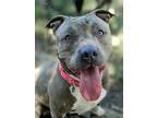 Adopt Peg a Gray/Blue/Silver/Salt & Pepper American Pit Bull Terrier / Mixed dog