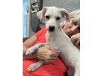Adopt Rita a White Labrador Retriever / Golden Retriever dog in Armonk