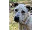 Adopt Winnie girl a Brown/Chocolate Australian Cattle Dog / Pointer / Mixed dog