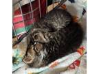 Adopt No-Way a Domestic Shorthair / Mixed cat in Rocky Mount, VA (38909609)