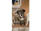 Adopt Durin a Brindle - with White Hound (Unknown Type) / Mixed dog in