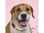 Adopt Monica a Tan/Yellow/Fawn Mixed Breed (Large) / Mixed dog in Asheville