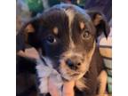 Adopt Jodi a Australian Shepherd, Rat Terrier