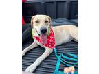 Adopt Liza a Labrador Retriever / Mixed dog in St. Francisville, LA (38730139)