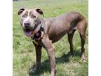 Adopt Valley a Gray/Silver/Salt & Pepper - with Black Pit Bull Terrier / Mixed