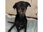 Adopt Gretta a Black Shepherd (Unknown Type) / Mixed dog in Edinburg