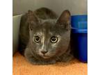 Adopt Quill a Domestic Shorthair / Mixed cat in Salisbury, MD (38900693)