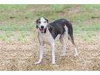 Adopt Gilligan a Tricolor (Tan/Brown & Black & White) Coonhound / Mixed dog in
