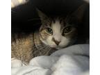 Adopt Arthur a Domestic Shorthair / Mixed cat in Sheboygan, WI (38745066)