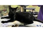 Adopt Jezzie a All Black Domestic Shorthair / Mixed (short coat) cat in Oviedo