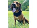 Adopt Dolly a Beagle / Mixed dog in Walton County, GA (38700922)