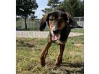 Adopt Chevy a Labrador Retriever / Hound (Unknown Type) / Mixed dog in Sioux