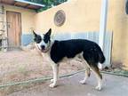 Adopt COOPER a Tricolor (Tan/Brown & Black & White) Cattle Dog / Border Collie /