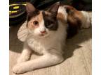 Adopt Freya- IN FOSTER a White Domestic Longhair / Domestic Shorthair / Mixed