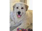 Adopt Wolf a Great Pyrenees / Maremma Sheepdog / Mixed dog in Salmon Arm