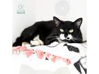 Adopt Marilyn a Domestic Shorthair / Mixed (medium coat) cat in Shoreline