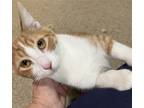 Adopt Roly a Orange or Red (Mostly) Domestic Shorthair / Mixed cat in Oxford