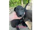 Adopt Hazelnut meet 9/15 a Black - with White Labrador Retriever / Mixed Breed