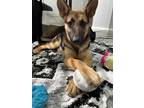 Adopt Brynn a Black - with Tan, Yellow or Fawn German Shepherd Dog / Mixed dog